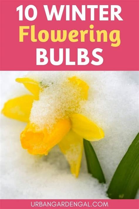 10 Winter Flowering Bulbs | Urban Garden Gal