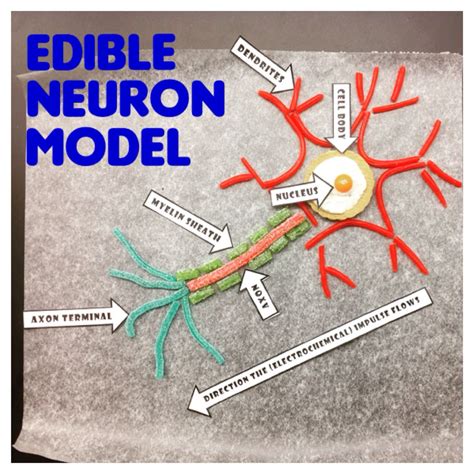 Neuron 3d Model Project