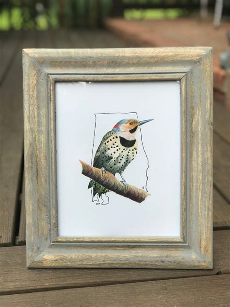 Alabama State Bird, Outdoor Print, Bird Art: Northern Flicker - Etsy