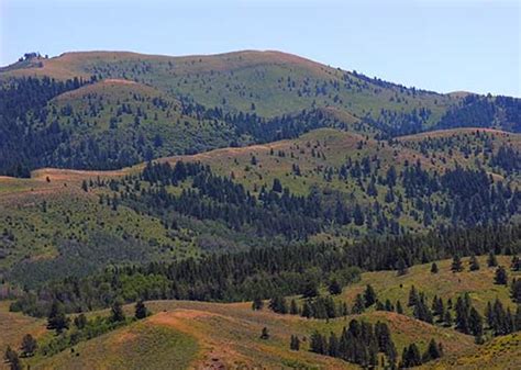 Mountain Vegetation Biomes