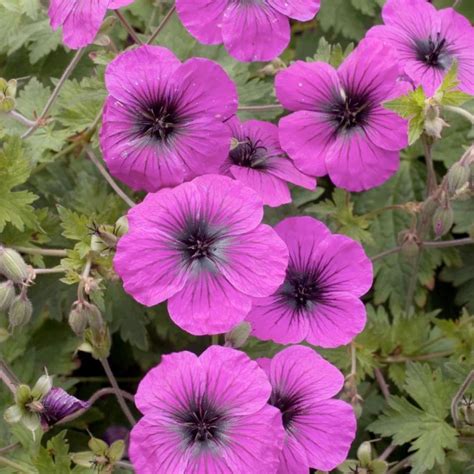 Купить Герань гибридная Dragon Heart - Герань - GardenPlants