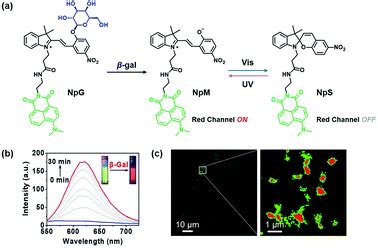 Enzyme Activatable Fluorescent Probes For Galactosidase From Design