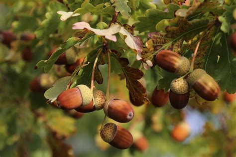 Acorn Acorns Autumn Oak Nature Forest Fall Season Plant Brown