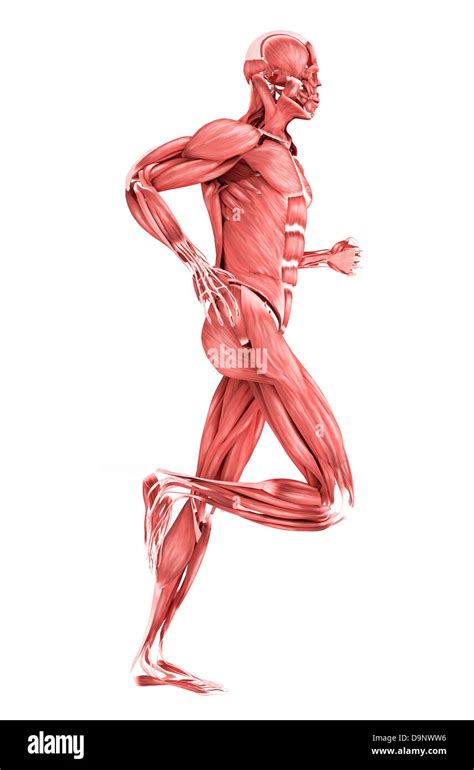 Medical Illustration Of Male Muscles Running Side View Stock Photo Alamy