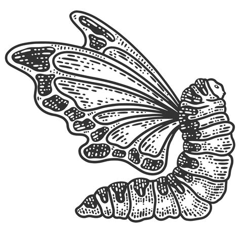 Caterpillar To Butterfly Clipart Png Free Clipartlib