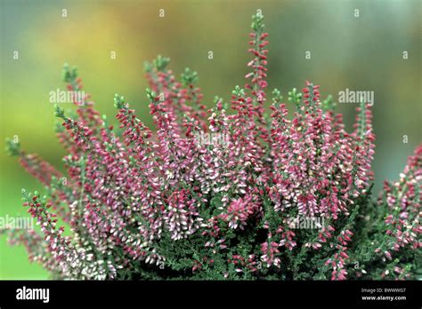 Scots Heather Ling Calluna Vulgaris Variety Aphrodite Flowering