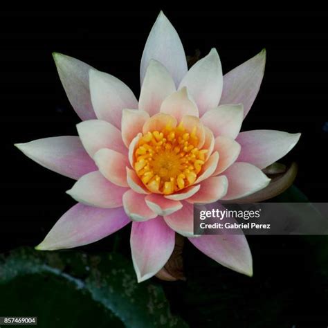 213 Lily Flower Symbolism Stock Photos, High-Res Pictures, and Images ...