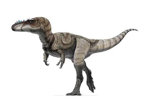 Alioramus | Description, Size, Fossil, Diet, & Facts