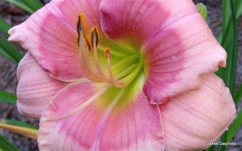 Janice Brown Daylily Lovely Pink Rebloomer Oakes Daylilies