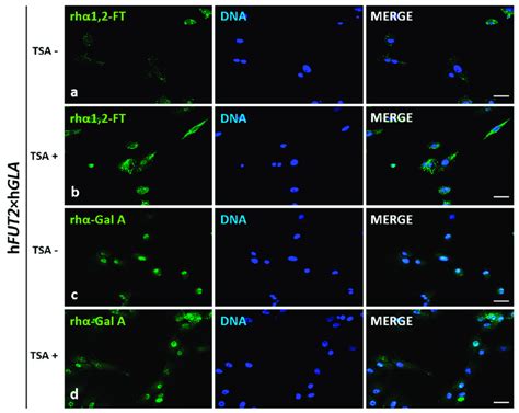 Immunofluorescence Analysis Of In Vitro Cultured Porcine Acfcs Treated