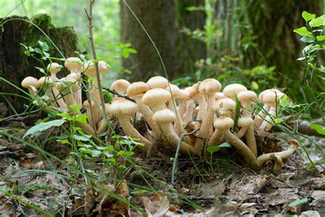 Pink Mushrooms Stock Photo Image Of Wood Macro Colony 1252918