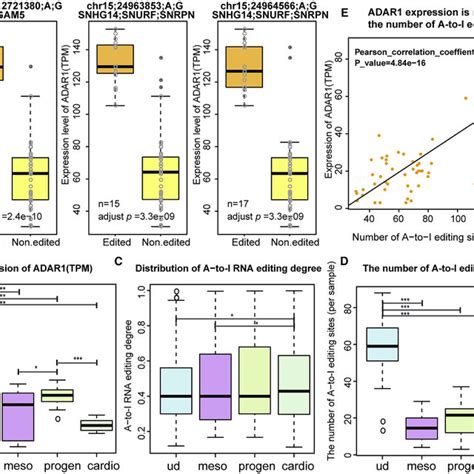 Properties Of Rna Editing Sites During Cardiomyocyte Differentiation