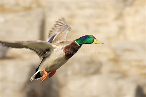 Duck flying stock photo. Image of mallard, flapping, water - 5823928