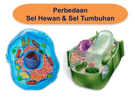 Struktur Sel Komponen Kimiawi Penyusun Sel Karbohidr At Protein Lipid Asam Nukleat Unsur Dan