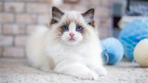 5 Common Health Problems In Ragdoll Cats Signs To Watch For