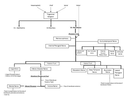 Mandibular Nerve | PDF | Neuroanatomy | Human Head And Neck