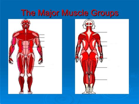 Major Muscle Groups Practice Diagram | Quizlet