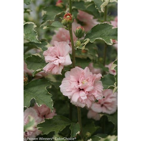 PROVEN WINNERS 2 Gal Sugar Tip Rose Of Sharon Hibiscus Shrub With