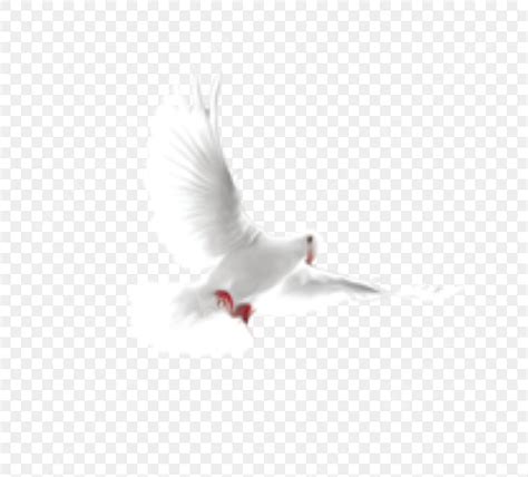 Flying Pigeon Png Transparent Flying White Pigeon Flying White Dove