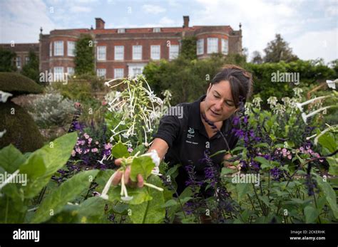 National Trust Gardener Jen Harbrow Inspects Some Nicotiana Sylvestris