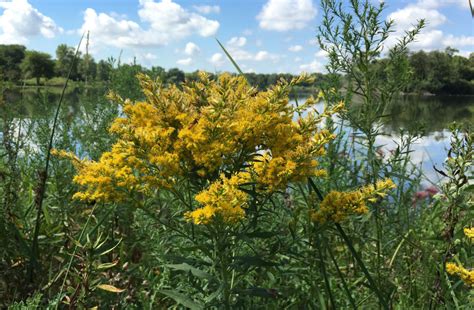 Wild Edible And Medicinal Plants In Alberta And B C