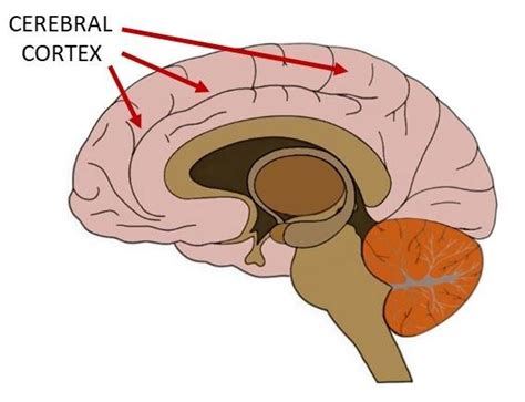 Know Your Brain: Cerebral Cortex — Neuroscientifically Challenged