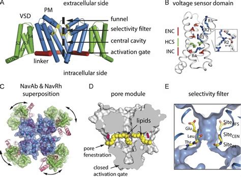 Overview Of Bacnav Crystal Structures A Side View Of The Navab