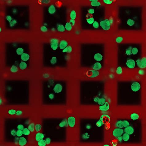 Media Release Nanoscribe And CELLINK Present Quantum X Bio