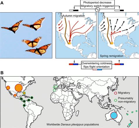 Monarch Butterfly Migration Orientation | blue monarch butterfly