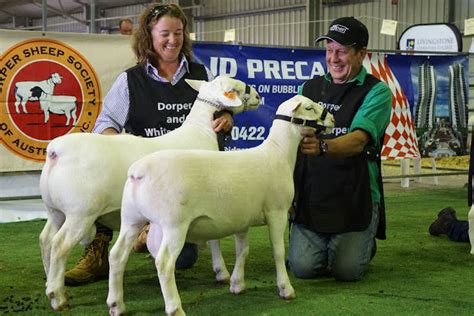 Dorper Sheep Society Australia Photos Category Dssa National Show