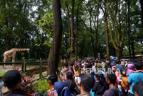 Pengelola Prediksi Margasatwa Ragunan Dikunjungi 70 Ribu Di Hari Kedua