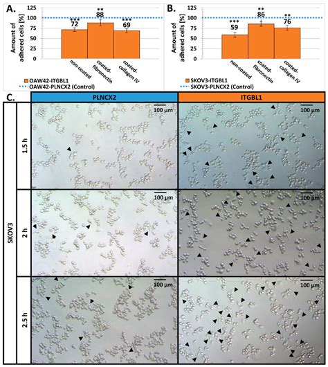 The Effect Of Itgbl1 Overexpression On The Adhesiveness Of Oaw42 And