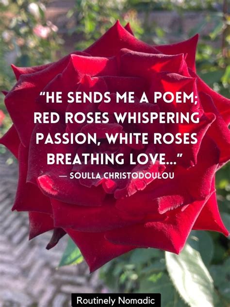 Top 999 Red Roses Images With Love Quotes Amazing Collection Red