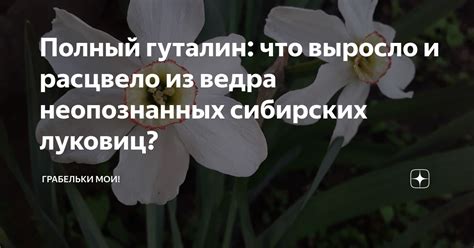 Полный гуталин: что выросло и расцвело из ведра неопознанных сибирских ...