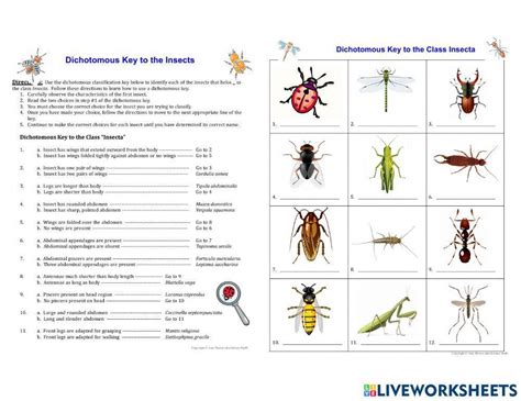 Dichotomous Keys Cambridge Igcse Biology Tutopiya Worksheets Library