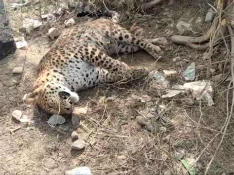 Death Of Wild Leopard In Morena मुरैना में तेंदुए की मौत ग्रामीण