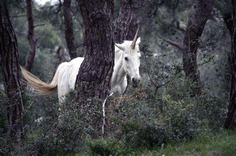 Im Genes De Unicornio Real Wallpapers