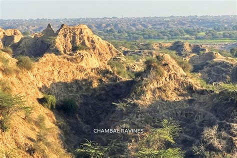 Wildlife at National Chambal Sanctuary - Tourism Rajasthan