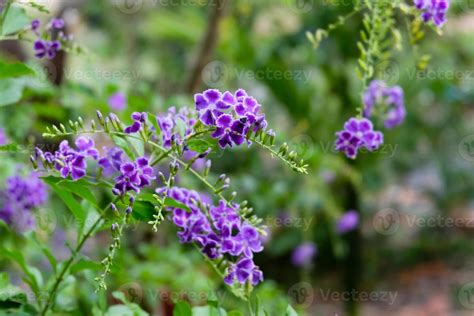 beautiful small purple flowers bunch in the garden 20877790 Stock Photo ...