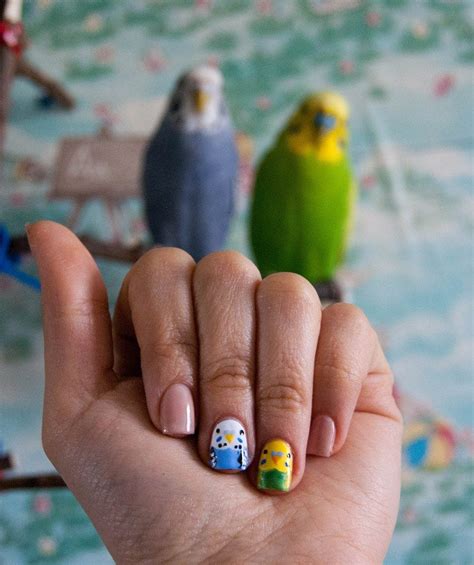 How To Trim Your Parakeets Nails At Home Master Parrot