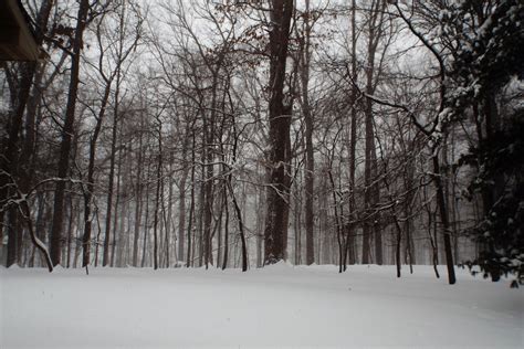 Banco De Imagens Rvore Floresta Ramo Neve Clima Esta O