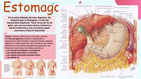 Semiologia Abdominal Y Gastrointestinal Ppt