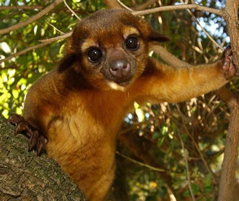 Kikajou Facts, Diet, Habitat, Baby, Pet Care, Pictures