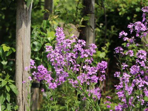 Nachtviole Hesperis Matronalis Perfekte Stauden Ratgeber