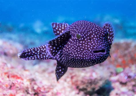 Guineafowl Puffer Mexican