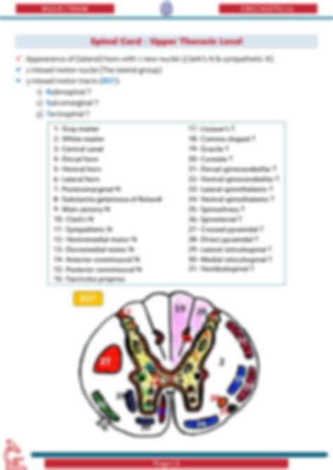 SOLUTION Histology CNS Module Spinal Cord Cerebrum Cerebellum