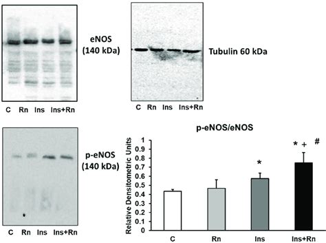 Effect Of Ins And Rn On P Enos And Enos Protein Expression Astrocytes Download Scientific