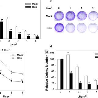 Cytotoxic Effects Of The Hbx Protein In Response To Uv Irradiation In