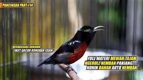 KOLIBRI NINJA GACOR FULL ISIAN NGEROLL NEMBAK AMPUH BUAT PANCINGAN