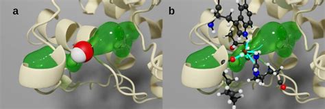 A water molecule making hydrogen bonds while traversing a narrow ...